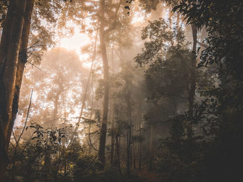 Sunlight streaming through trees in forest