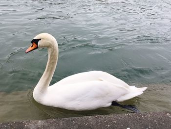 Swan swimming in lake