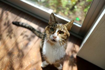 High angle view of cat looking through window