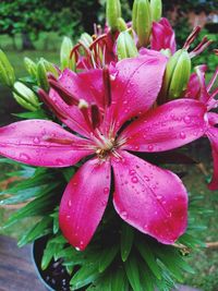 Close-up of wet pink flower blooming outdoors