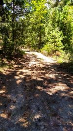 Road passing through forest