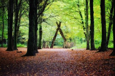 Trees in forest