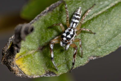 Close-up of spider