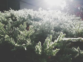 Close-up of snow on tree during winter