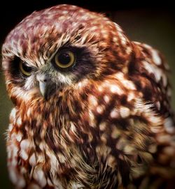 Close-up of owl