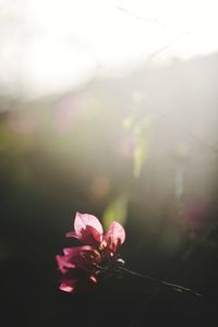 Close-up of flowers blooming outdoors