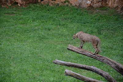 Full length of leopard on fallen tree over field