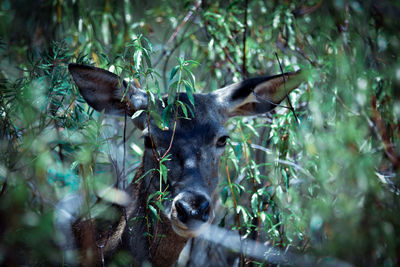 Portrait of deer