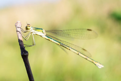 Close-up of dragonfly on twig