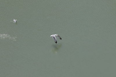 High angle view of seagulls in lake