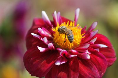 Close-up of bee on flower