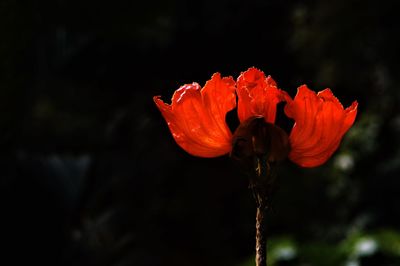 Close-up of orange rose flower