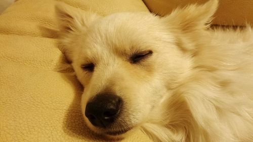 High angle view of dog sleeping on bed