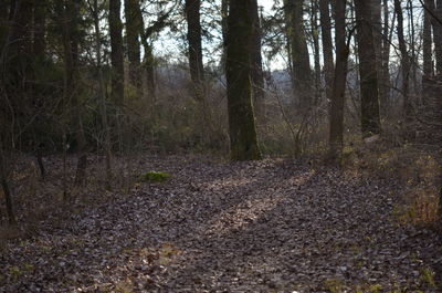 Trees in forest