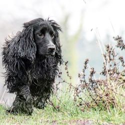 Dog looking away on field