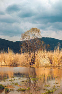 Scenic view of lake against sky