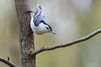 Close-up of bird perching on tree