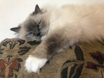 High angle view of cat relaxing at home