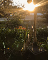 Plants and trees against sky during sunset