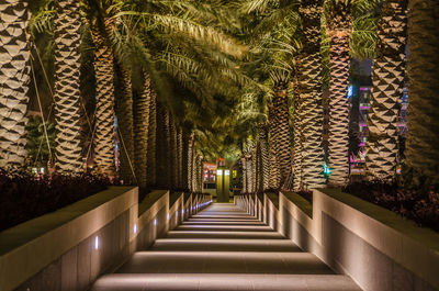 View of illuminated steps amidst palm trees