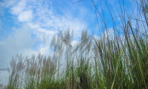 Low angle view of grass on field against sky