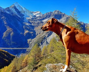 Horse standing on snowcapped mountain against sky