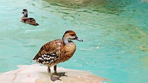 Mallard ducks perching on lake