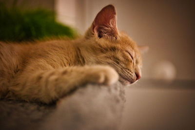 Close-up of a cat sleeping