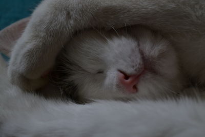 Close-up of cat sleeping