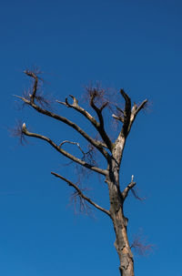 Low angle view of dead tree against clear blue sky