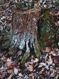 Dry leaves on tree trunk in forest