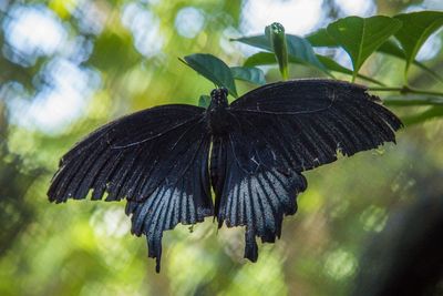 Close-up of butterfly on plant