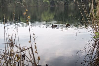 Swan swimming in lake