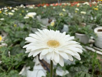 Close-up of white daisy in park