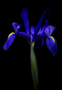Close-up of purple flower blooming against black background