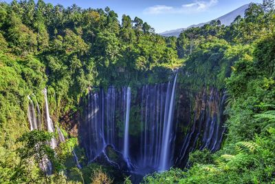 Scenic view of waterfall in forest