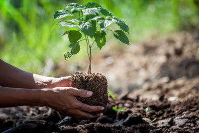Cropped hand of man planting plant in soil