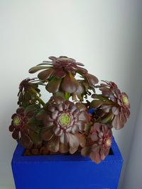 Close-up of bouquet in vase