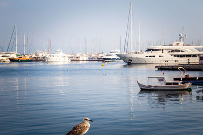 Sailboats moored in harbor