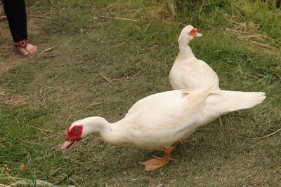 View of duck on field