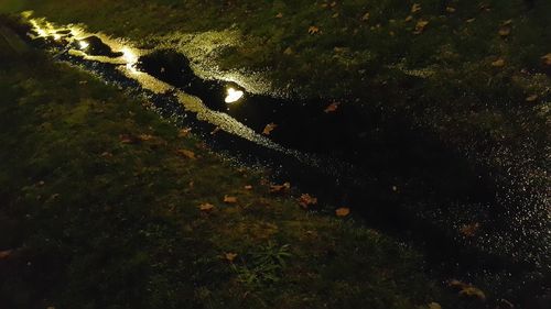 High angle view of wet grass on field at night