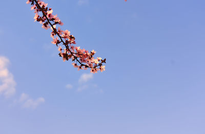 Low angle view of cherry blossom against blue sky