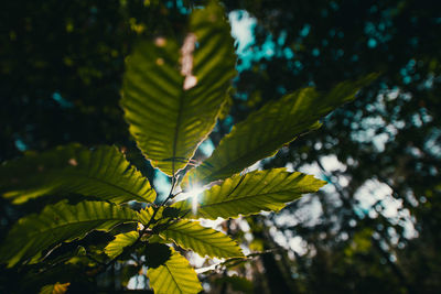 Close-up of leaves against blurred background