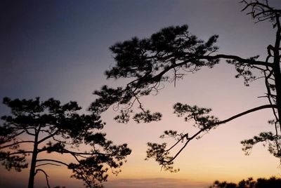 Low angle view of silhouette tree against sky at sunset