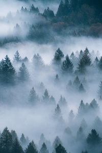 Low angle view of trees in forest against sky