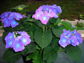 Close-up of purple flowers blooming outdoors