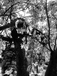 Low angle view of tree trunk