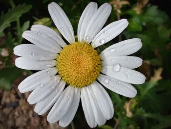 Close-up of wet white flower blooming outdoors