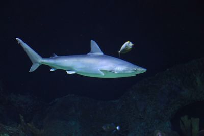 Fish underwater