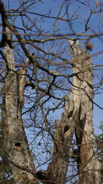 Low angle view of tree against clear sky